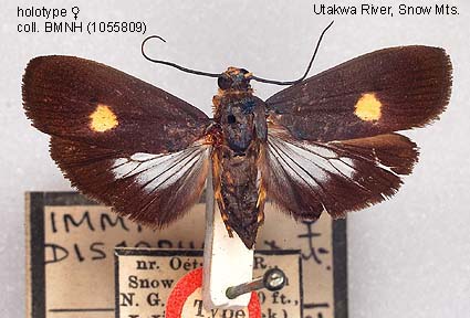 Mochar Insect Papua Insects Foundation (Lepidoptera/Immidae/Moca discophora)
